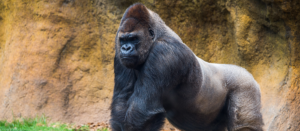 Gorilla at the zoo